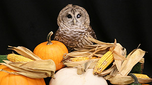 Barn Owl at ZooAmerica