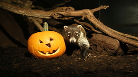 Animal with pumpkin at ZooAmerica
