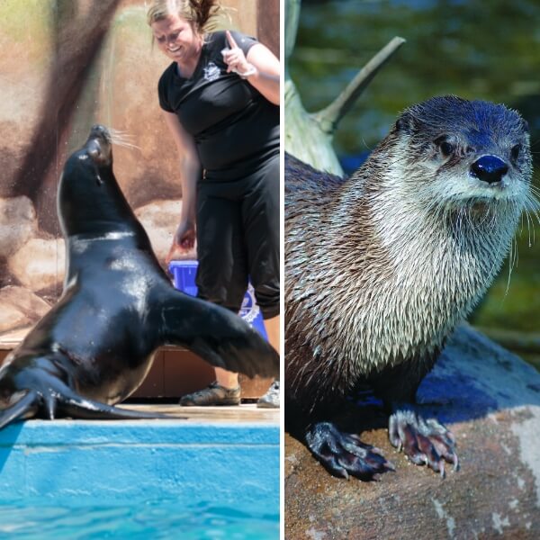Sea Lion with Zoo Trainer and Otter close-up